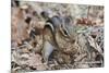 Eastern American Chipmunk-Gary Carter-Mounted Photographic Print