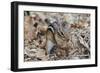 Eastern American Chipmunk-Gary Carter-Framed Photographic Print