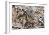 Eastern American Chipmunk-Gary Carter-Framed Photographic Print