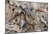 Eastern American Chipmunk-Gary Carter-Mounted Photographic Print