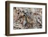 Eastern American Chipmunk-Gary Carter-Framed Photographic Print