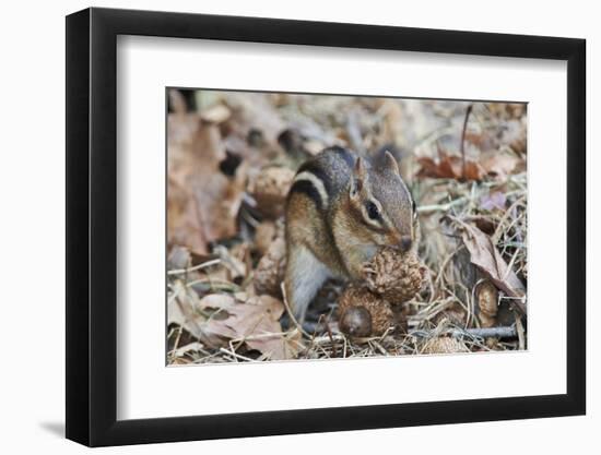 Eastern American Chipmunk-Gary Carter-Framed Photographic Print