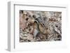 Eastern American Chipmunk-Gary Carter-Framed Photographic Print