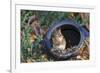 Eastern American Chipmunk-Gary Carter-Framed Photographic Print
