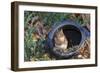 Eastern American Chipmunk-Gary Carter-Framed Photographic Print