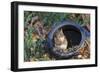 Eastern American Chipmunk-Gary Carter-Framed Photographic Print