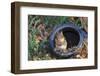 Eastern American Chipmunk-Gary Carter-Framed Photographic Print