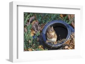 Eastern American Chipmunk-Gary Carter-Framed Photographic Print