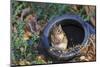 Eastern American Chipmunk-Gary Carter-Mounted Photographic Print