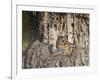 Eastern American Chipmunk-Gary Carter-Framed Photographic Print