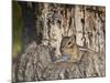 Eastern American Chipmunk-Gary Carter-Mounted Photographic Print