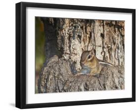 Eastern American Chipmunk-Gary Carter-Framed Photographic Print