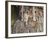 Eastern American Chipmunk-Gary Carter-Framed Photographic Print