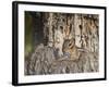 Eastern American Chipmunk-Gary Carter-Framed Photographic Print