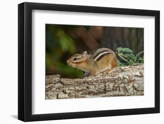 Eastern American Chipmunk-Gary Carter-Framed Photographic Print