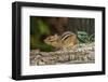 Eastern American Chipmunk-Gary Carter-Framed Photographic Print