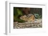 Eastern American Chipmunk-Gary Carter-Framed Photographic Print