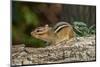 Eastern American Chipmunk-Gary Carter-Mounted Photographic Print