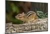 Eastern American Chipmunk-Gary Carter-Mounted Photographic Print