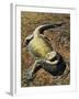 Eastern Bearded Dragon (Pogona Barbata), Agamidae-null-Framed Giclee Print