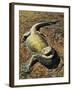 Eastern Bearded Dragon (Pogona Barbata), Agamidae-null-Framed Giclee Print