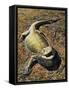 Eastern Bearded Dragon (Pogona Barbata), Agamidae-null-Framed Stretched Canvas