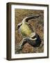 Eastern Bearded Dragon (Pogona Barbata), Agamidae-null-Framed Giclee Print