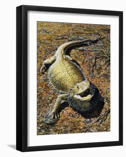 Eastern Bearded Dragon (Pogona Barbata), Agamidae-null-Framed Giclee Print