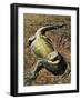 Eastern Bearded Dragon (Pogona Barbata), Agamidae-null-Framed Giclee Print