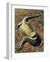 Eastern Bearded Dragon (Pogona Barbata), Agamidae-null-Framed Giclee Print