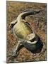 Eastern Bearded Dragon (Pogona Barbata), Agamidae-null-Mounted Giclee Print
