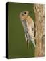 Eastern Bluebird at Nesting Cavity, Willacy County, Rio Grande Valley, Texas, USA-Rolf Nussbaumer-Stretched Canvas