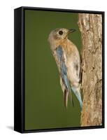 Eastern Bluebird at Nesting Cavity, Willacy County, Rio Grande Valley, Texas, USA-Rolf Nussbaumer-Framed Stretched Canvas