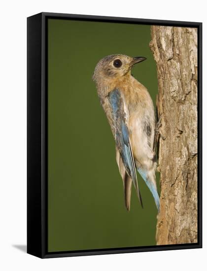 Eastern Bluebird at Nesting Cavity, Willacy County, Rio Grande Valley, Texas, USA-Rolf Nussbaumer-Framed Stretched Canvas