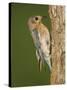 Eastern Bluebird at Nesting Cavity, Willacy County, Rio Grande Valley, Texas, USA-Rolf Nussbaumer-Stretched Canvas