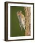 Eastern Bluebird at Nesting Cavity, Willacy County, Rio Grande Valley, Texas, USA-Rolf Nussbaumer-Framed Photographic Print