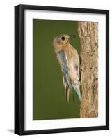 Eastern Bluebird at Nesting Cavity, Willacy County, Rio Grande Valley, Texas, USA-Rolf Nussbaumer-Framed Photographic Print