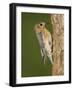 Eastern Bluebird at Nesting Cavity, Willacy County, Rio Grande Valley, Texas, USA-Rolf Nussbaumer-Framed Photographic Print