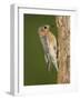 Eastern Bluebird at Nesting Cavity, Willacy County, Rio Grande Valley, Texas, USA-Rolf Nussbaumer-Framed Photographic Print