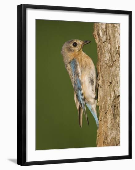 Eastern Bluebird at Nesting Cavity, Willacy County, Rio Grande Valley, Texas, USA-Rolf Nussbaumer-Framed Photographic Print