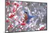 Eastern bluebird feeding on snow-covered Holly berries, USA-Marie Read-Mounted Photographic Print