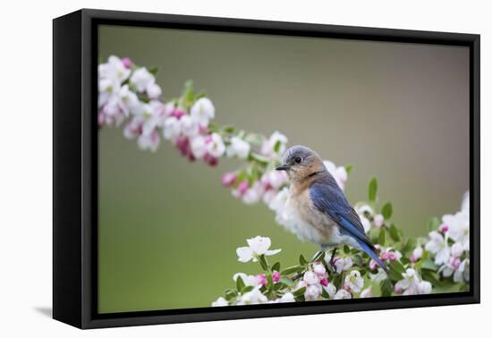 Eastern Bluebird Female in Crabapple Tree, Marion, Illinois, Usa-Richard ans Susan Day-Framed Stretched Canvas