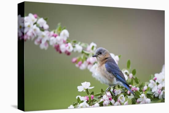 Eastern Bluebird Female in Crabapple Tree, Marion, Illinois, Usa-Richard ans Susan Day-Stretched Canvas