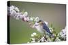 Eastern Bluebird Female in Crabapple Tree, Marion, Illinois, Usa-Richard ans Susan Day-Stretched Canvas