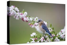 Eastern Bluebird Female in Crabapple Tree, Marion, Illinois, Usa-Richard ans Susan Day-Stretched Canvas
