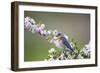 Eastern Bluebird Female in Crabapple Tree, Marion, Illinois, Usa-Richard ans Susan Day-Framed Photographic Print