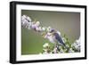 Eastern Bluebird Female in Crabapple Tree, Marion, Illinois, Usa-Richard ans Susan Day-Framed Photographic Print