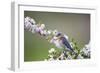 Eastern Bluebird Female in Crabapple Tree, Marion, Illinois, Usa-Richard ans Susan Day-Framed Photographic Print