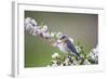 Eastern Bluebird Female in Crabapple Tree, Marion, Illinois, Usa-Richard ans Susan Day-Framed Photographic Print