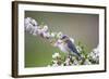 Eastern Bluebird Female in Crabapple Tree, Marion, Illinois, Usa-Richard ans Susan Day-Framed Photographic Print